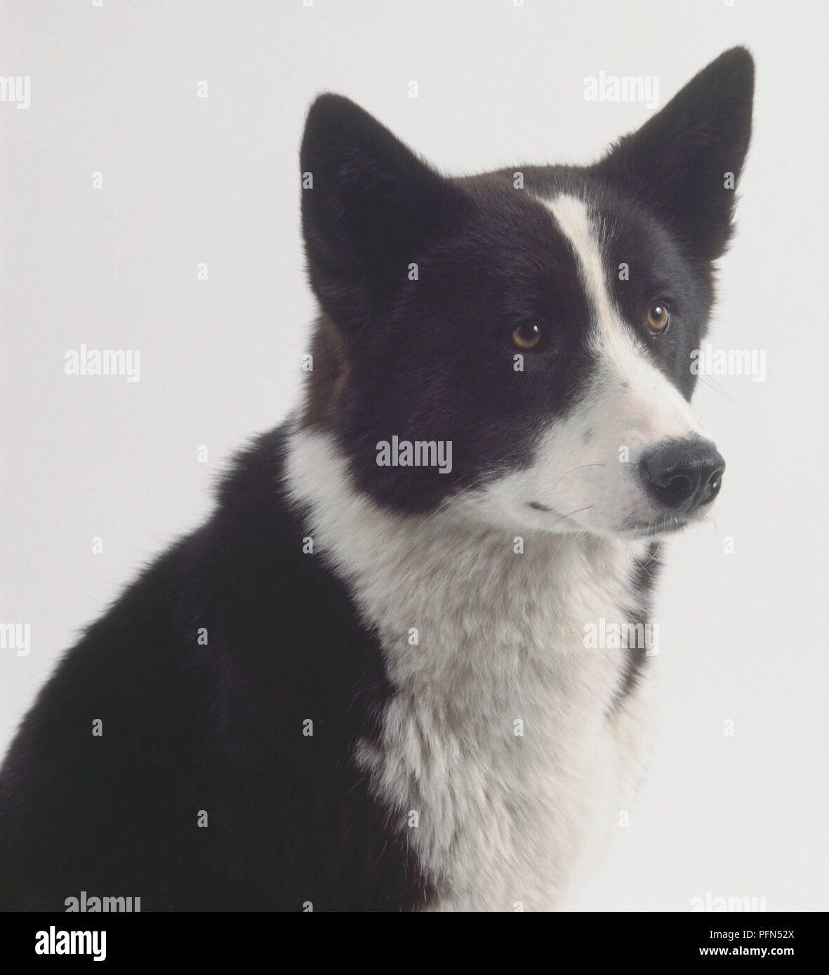 Un bianco e nero Karelian bear dog con un rivestimento di spessore, punga-fino alle orecchie, e una striscia bianca al centro della sua fronte, testa e collo solo Foto Stock
