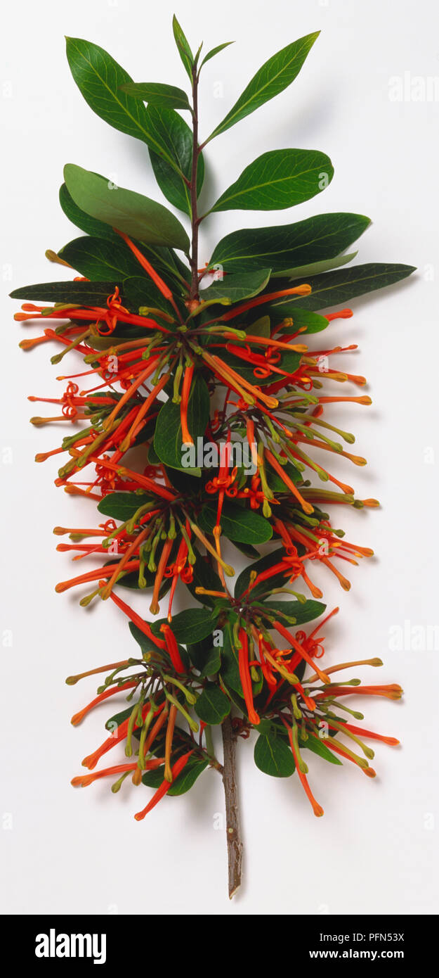 Proteaceae, Embothrium coccineum, cileno Fire Bush, ramo punta con non dentate, ellittica, foglie coriacee e fiori di tubolare che si divide in quattro lobi con sporgente luminosa arancione-rosso stile, portati in racemi. Foto Stock