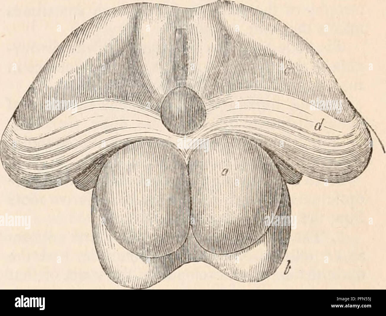 . Il encyclopaedia - Wikizionario di anatomia e fisiologia. Anatomia e fisiologia; Zoologia. Nervi ottici. 767 " La dimensione dell'ottica thalami non è in generale in proporzione diretta o a quella dei nervi ottici o l'acutezza della visione in animali. "In la maggior parte dei pesci i nervi ottici sono di grandi dimensioni e la perfezione della visione è estrema, ancora in questa classe l'ottica thalami sono assenti. " In uccelli, alcuni dei quali godono di poteri squisiti della vista, l'ottica thalami sono piccole. " In mammalia i nervi ottici non recano né proporzione fissata al sistema ottico thalami; per esempio il cavallo, il bue, e Foto Stock
