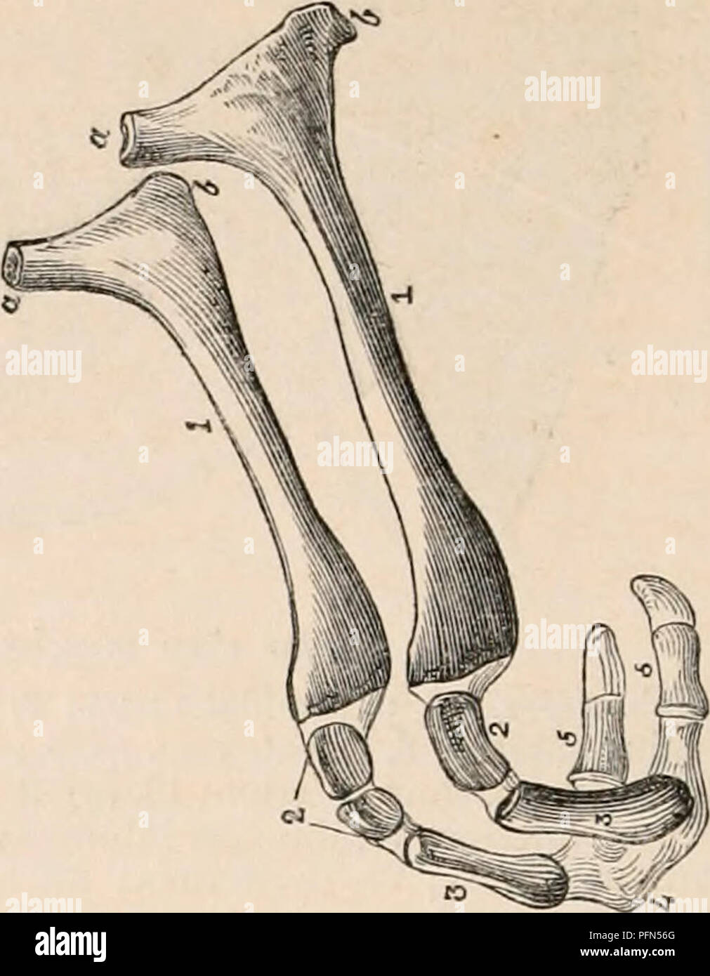 . Il encyclopaedia - Wikizionario di anatomia e fisiologia. Anatomia e fisiologia; Zoologia. 526 RUMINANTIA. la quarta, la quinta, la sesta e la settima vertebra cervicale, e sono inseriti nel manubrio sterni e la prima nervatura." Nella pecora fasci carnosi sono molto piccole ; essi derivano anche dalla più bassa di quattro vertebre cervicali ; ma in cammello sono collegati a tutte le ossa del collo, tranne il dentata, il scalenus posteriore essendo particolarmente breve, e attaccata solo per l'ultimo. Il longus colli e retti hanno una disposizione simile a quelli dell'uomo. Il primo è diviso in una superficiale Foto Stock