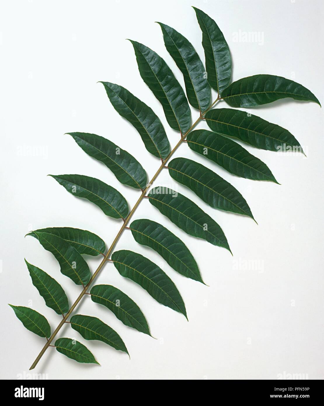 Toona sinensis (Cina) in mogano, lo stelo con foglie Foto Stock