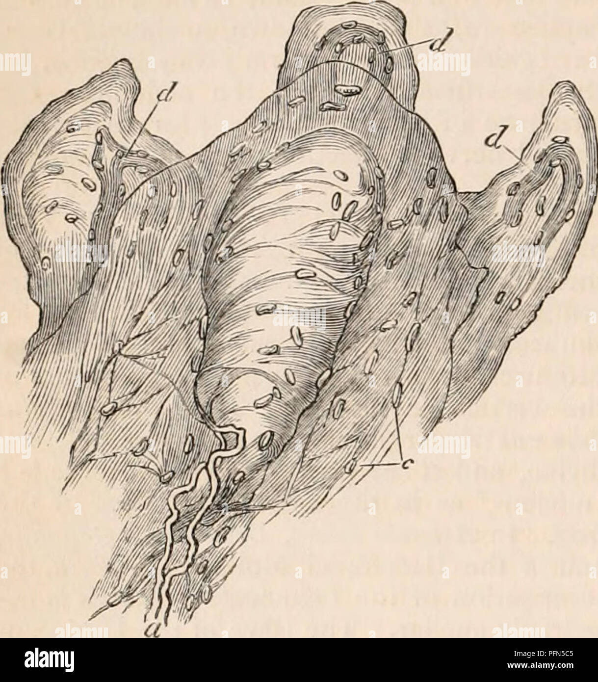 . Il encyclopaedia - Wikizionario di anatomia e fisiologia. Anatomia e fisiologia; Zoologia. 50&lt;i TEGUMENTARY ORGANI. Perfetto il tessuto connettivo che occupa il centro delle papille, e inoltre si distingue per avere la loro endoplasts e imperfetta elastico di Fig. 320.. Una papilla con la sua Corpusculum tactus circondato ly tre papilla vascolare. fibrille disposte trasversalmente all'asse della papilla, di modo che esse appaiono essere costituito da trasversale laminge sovrapposti (maschera. 320.). Uno o due dark-sagomato tubuli nervose vieni attraverso la base della papilla e che corre lungo un lato dei globuli, sottile Foto Stock