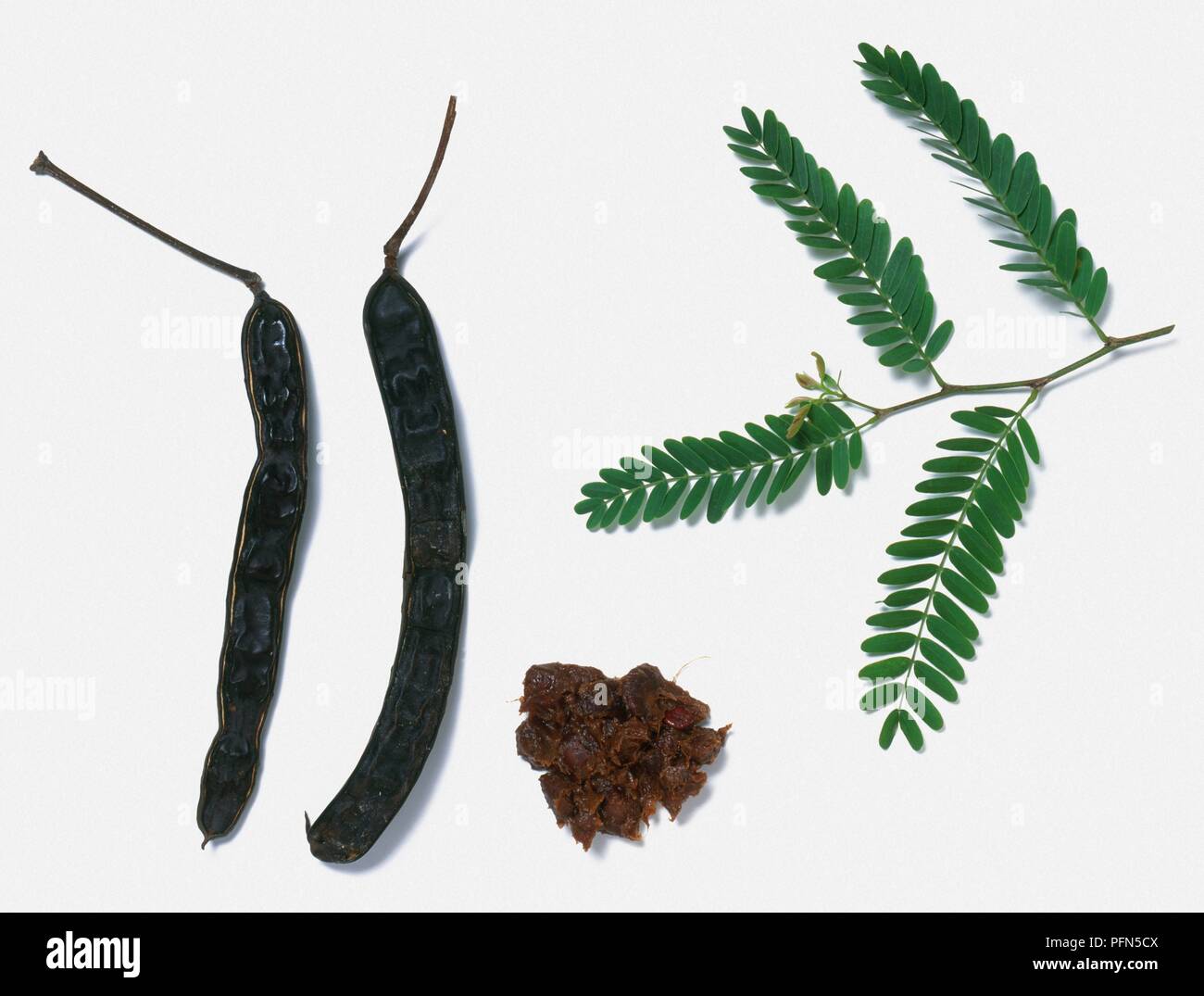 Tamarindus indica (Tamarind), polpa, foglie e frutta-pods Foto Stock
