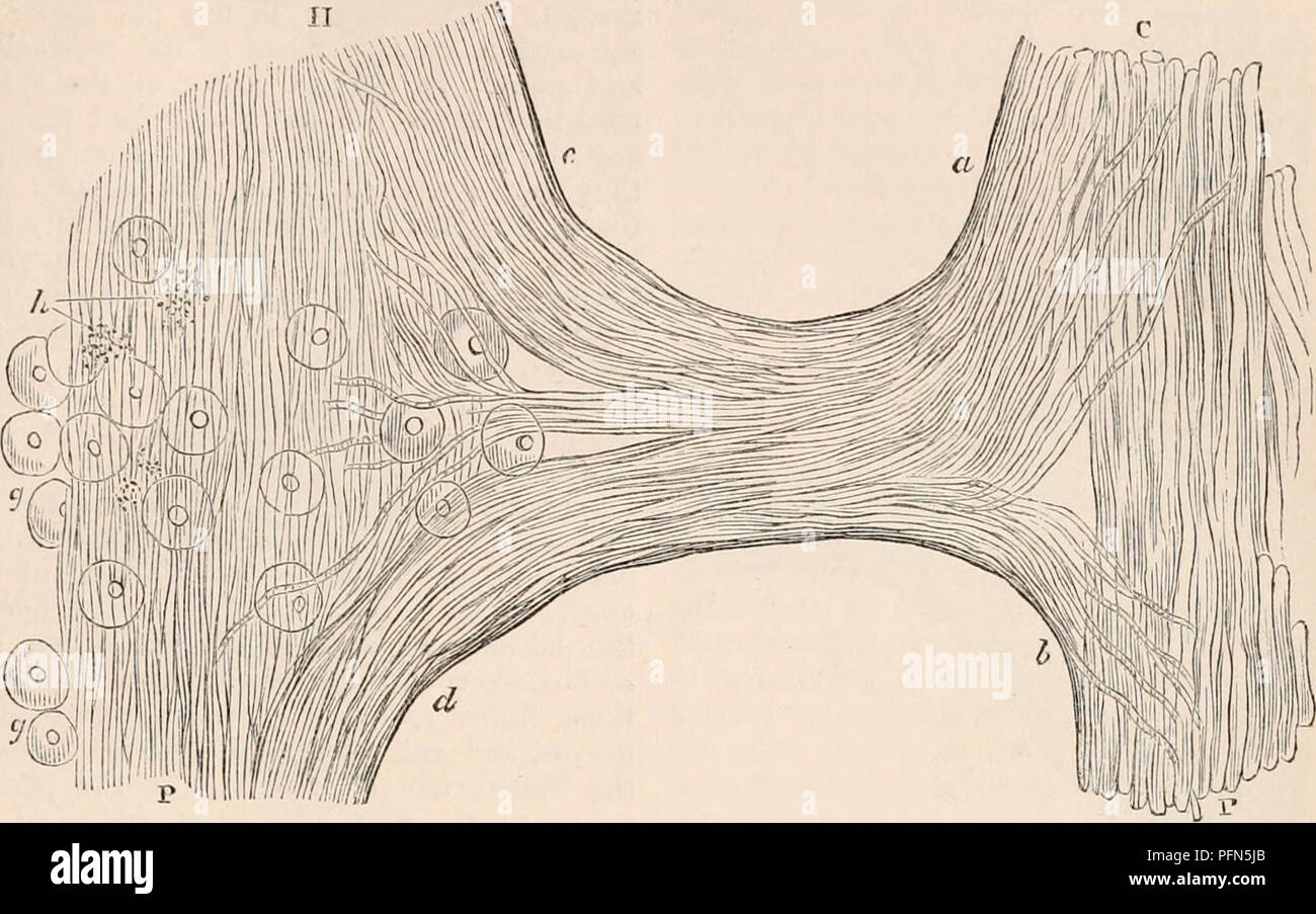 . Il encyclopaedia - Wikizionario di anatomia e fisiologia. Anatomia e fisiologia; Zoologia. Nervo simpatico. 449 in pacchi contenenti da sei a tre nerve- rami intestinales presente molto lo stesso cha- tubi costituenti un ampiamente a maglie di rete. Il racters come i nervi del cuore. Molti di Fig. 295. n. Comunicazione betiveen simpatetici e terzo nervo spinale nella rana, che mostra la disposizione delle fibre del ramo comunicante con i suoi punti di giunzione con il midollo spinale e nervi simpatici. H p, nervo simpatico; H, "lato cefalica del medesimo; r, pelvica c P, nervo spinale; c, sua centrale, e Foto Stock