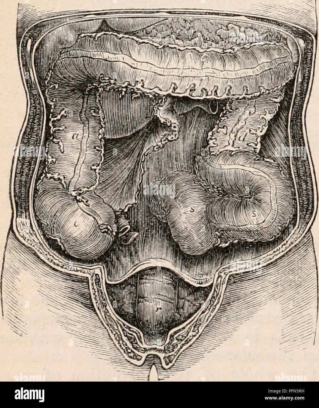 . Il encyclopaedia - Wikizionario di anatomia e fisiologia. Anatomia e fisiologia; Zoologia. 362 di stomaco e intestino. che cosa assomiglia a quella delle cellule di rivestimento i rami più piccoli del rettilineo dei tubuli urinari. Nel caso in cui i tubi più piccoli convergono per formare il dotto efferente che perfora la membrana mucosa, queste cellule sono scambiati per corti cilindri la cui struttura rapidamente si fonde in quella del normale epitelio colonnare della generale superficie intestinale. Per quanto riguarda l'accrescimento di queste ghiandole racemose, possiamo solo affermare che i loro condotti contengono un structureless muco, che è un metallo alcalino reac Foto Stock