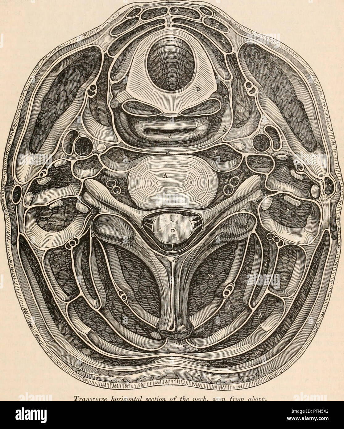 Questa sezione della "Cyclopedia of Anatomy and Physiology" parla della struttura anatomica del collo, descrivendo dettagliatamente gli strati superficiali e profondi della fascia e il muscolo mioide platismatico. Spiega la composizione di questi strati, incluso il tessuto areolare, e le loro funzioni nella regione del collo. Foto Stock