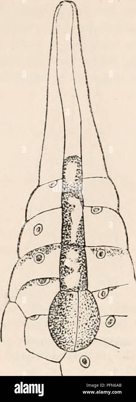 . Il encyclopaedia - Wikizionario di anatomia e fisiologia. Anatomia e fisiologia; Zoologia. Riproduzione 250, vegetali (VEGETALI OVUM). teen cellule, di cui otto sono superficiali e gli altri otto racchiuso come una centrale spheri- Fig. 193.. Fase successiva. Divisione del genitore-cellula di embrione da un setto verticale. Le vescicole contenute in tubolare superiore por- zione del germe-cella sono ora disposte loro- se stessi in modo da formare un prolungamento filamentoso all'embrione, circa 200 diam. cal mass. Dalla frequente ripetizione dello stesso processo aumenta di dimensione, mantiene ancora la figura 19-k. Si prega di notare che queste imag Foto Stock