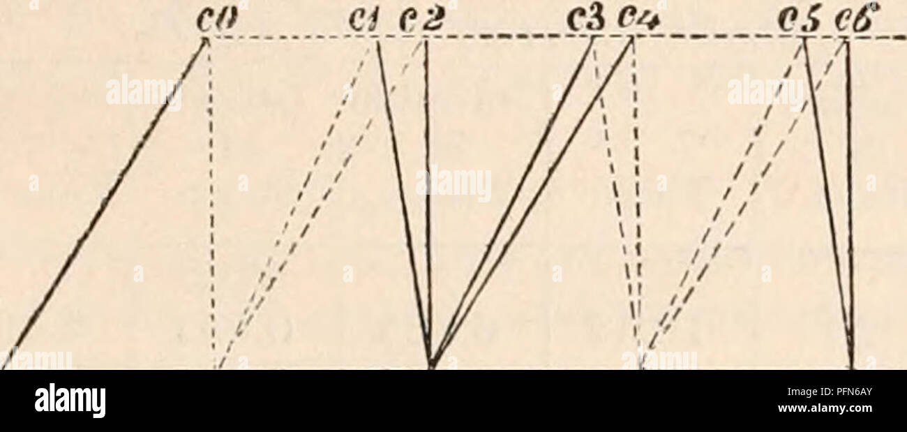 Questo testo completo delinea i concetti chiave dell'anatomia e della fisiologia, concentrandosi sul movimento e sulla biomeccanica. Descrive il movimento oscillante della gamba durante il cammino, evidenziando il ruolo della gravità e della meccanica del corpo nella locomozione. Foto Stock