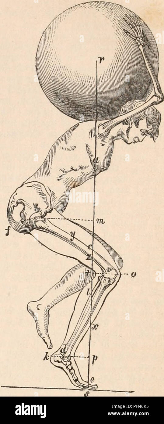 . Il encyclopaedia - Wikizionario di anatomia e fisiologia. Anatomia e fisiologia; Zoologia. Il movimento. 417 sarà disegnato da P. In questo caso il contrac- tile forza è più che sufficiente per lo scopo da raggiungere. Tutte le altre cose che rimangono le stesse, lo spazio C P sarà maggiore quando la obliquità è quello in cui si è affermato nella proposizione. Se un P = f A C, il £. Una C P è 48° 35' circa. Dalle ricerche dei professori Weber apprendiamo che il peso dei muscoli estensori predomina generalmente oltre che dei flessori; quelli della gamba essendo scelto, la loro iniezione di capitale- zioni in due ben formata una sana s Foto Stock