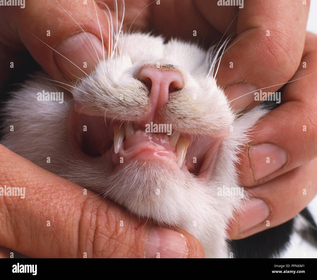 Naso e denti nuda di Cat (Felis silvestris catus), close up Foto Stock