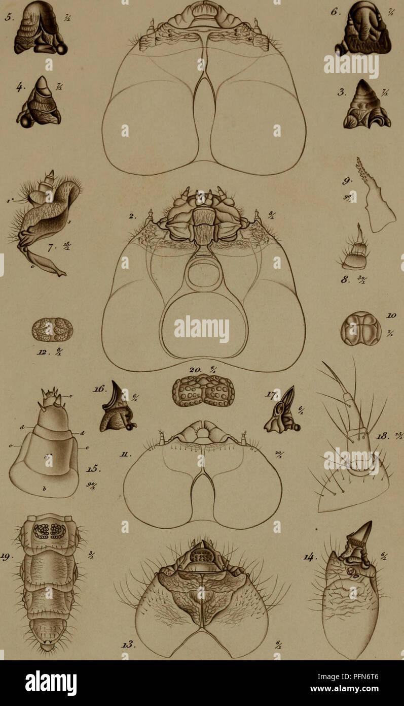 . De metamorphosi eleutheratorum observationes : bidrag til insekternes udviklingshistorie. Coleotteri. ITaturA/. JYdssJzr. JJt. loJi T&lt;tb XFI.. J.en&lt;7&lt;tl se .. Si prega di notare che queste immagini vengono estratte dalla pagina sottoposta a scansione di immagini che possono essere state migliorate digitalmente per la leggibilità - Colorazione e aspetto di queste illustrazioni potrebbero non perfettamente assomigliano al lavoro originale. Schiødte, J. C, (Jørgen Matthias Cristiano), 1815-1884. Kjøbenhavn : Thieles Bogtrykkeri Foto Stock