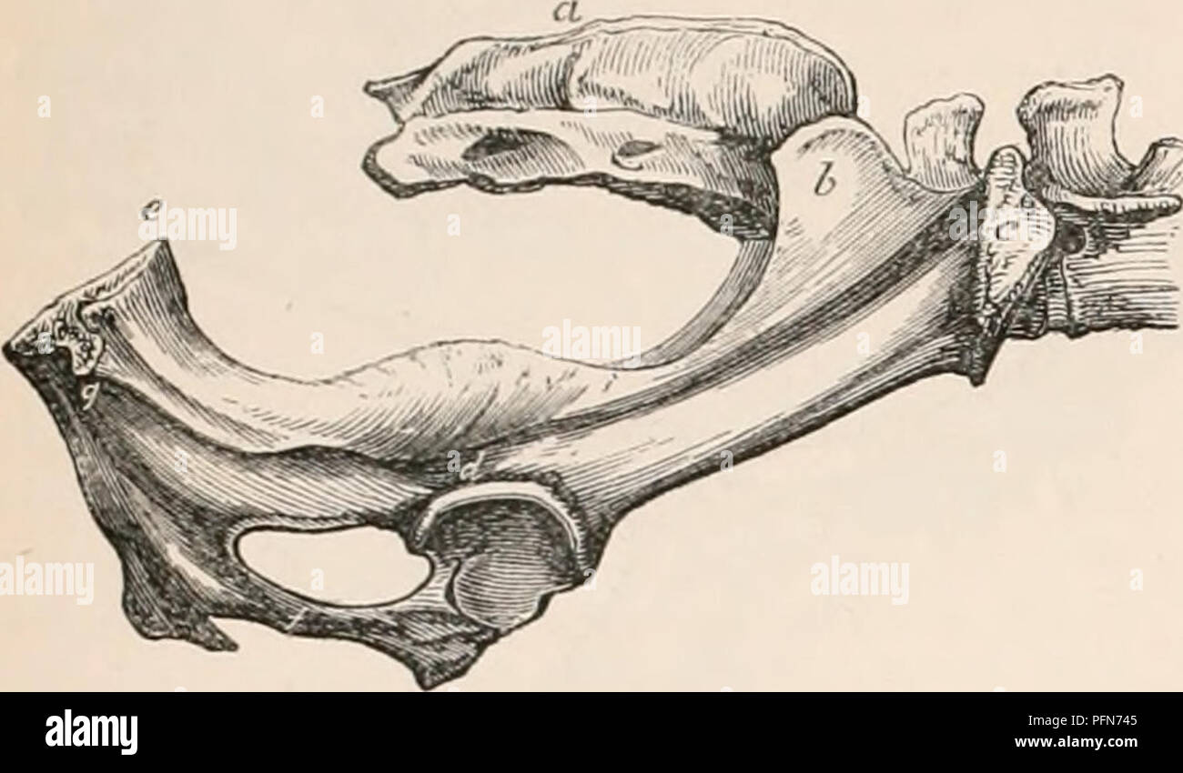 . Il encyclopaedia - Wikizionario di anatomia e fisiologia. Anatomia e fisiologia; Zoologia. 158 bacino. effettuare una tale variazione della posizione più evidente nella Ox rispetto a quella di altri animali domestici. Fig. 97.. Bacino del O.r, mostrando l'ilio-ischiatica angolo (c d e}. È alquanto interessante, che nella maggior parte degli animali con piatto ossa sacrale, gli assi delle sezioni anteriore e posteriore del bacino aperture, come pure quella della cavità tubolare, coincidono nella stessa linea retta. Nella vacca, tuttavia, e in alcuni altri ruminanti, questi assi formano un angolo rilevante uno con l'altro, su ac- conteggio del maggiore curvatura del sacro Foto Stock