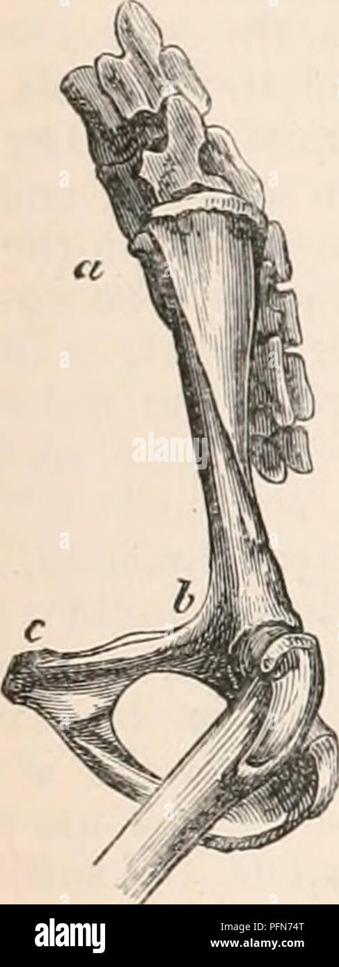 . Il encyclopaedia - Wikizionario di anatomia e fisiologia. Anatomia e fisiologia; Zoologia. 154- bacino. La ilia sono strette e di forma cilindrica; pubes lunga, grande obliquo, con nessun ilio-pectineal apo- physis; ischia breve, con raini orizzontale e tuberosità passando a ritroso per articolare con i processi trasversali della tomaia coccygeal vertebre, un altro uccello-come organizzare- mento. In L.indri sacrale pezzi sono quattro, con anchilosi, due o tre di articolazione superiore con l'Elide. Ilia espanso, con funzionalità estese di cresta e fossa esterna, e raggiungendo la penultima vertebra lombare;; ischia molto Foto Stock