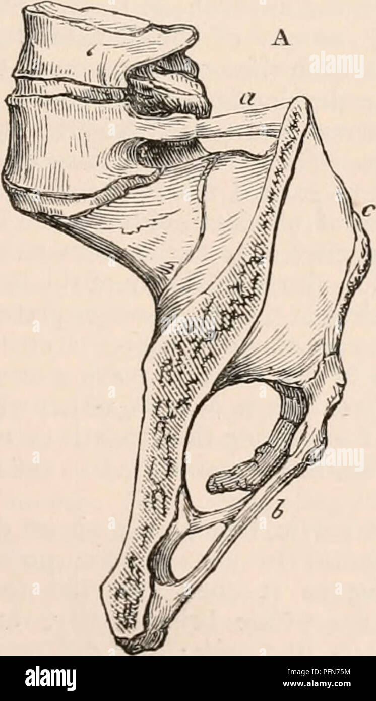 . Il encyclopaedia - Wikizionario di anatomia e fisiologia. Anatomia e fisiologia; Zoologia. Uno schema di un cedimento arch, un, estradosso; b in- trados ; d, d', I haunches ; c, a, c', linea punteggiata di pressione. B, il parallelogramma delle forze dell'articolazione sacro-iliaca posteriore legamenti profonda. a, c, verticale o forza di sostentamento; c, d, laterale o forza di serraggio; b, c, direzione diagonale dei legamenti. Il cotylo-arco sacrale, hanno in tal modo una tendenza a separare, sopra e dietro quando la pressione sul sacro è aumentata ; e questa tendenza è contrastata dal posteriore forte articolazione sacro-iliaca legamenti. Per la legge del Foto Stock