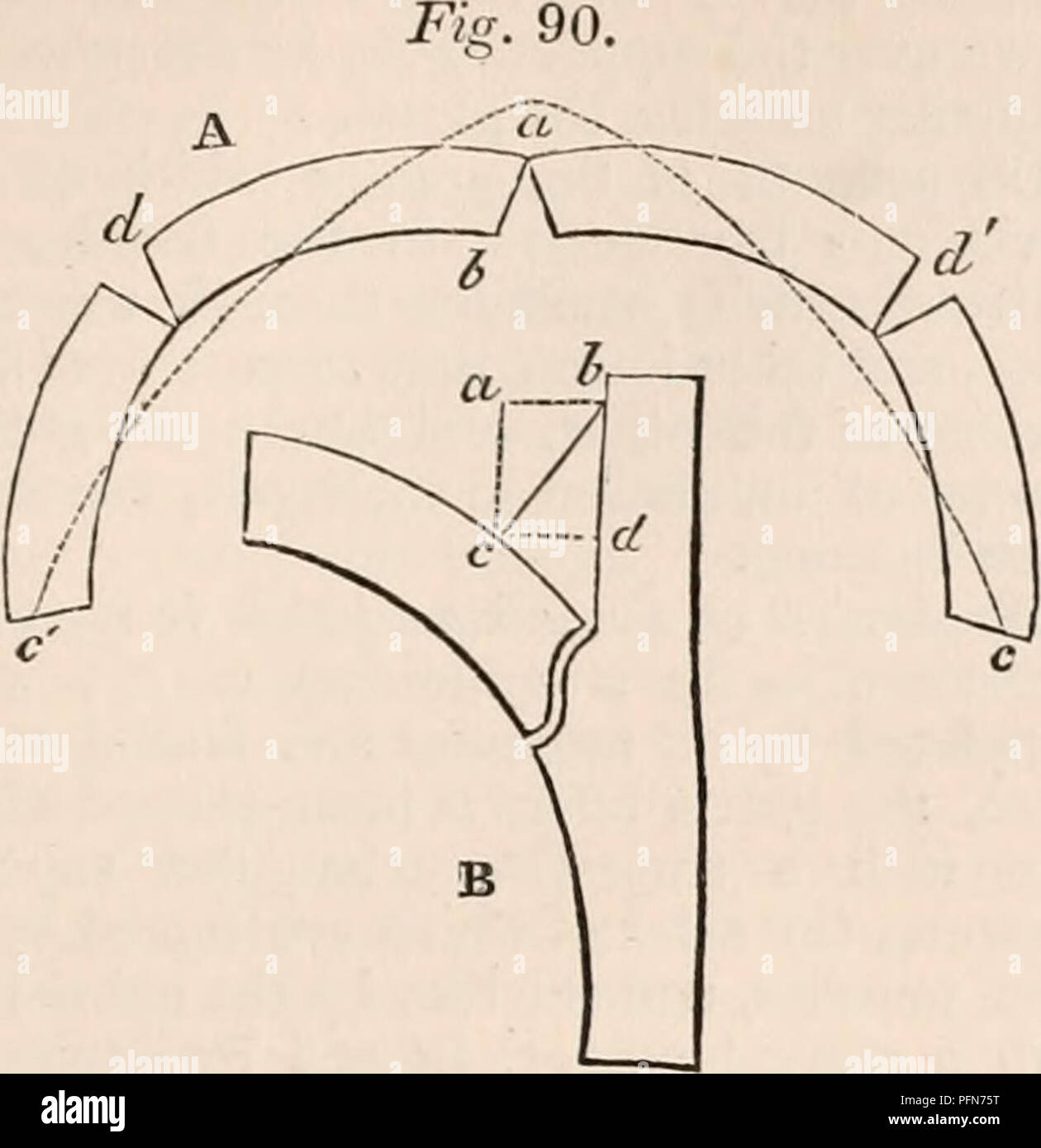 . Il encyclopaedia - Wikizionario di anatomia e fisiologia. Anatomia e fisiologia; Zoologia. Bacino. 145 e i haunches rise e aperto al di sopra, d, d. Le articolazioni sacro-iliache, essendo i haunches di d. Uno schema di un cedimento arch, un, estradosso; b in- trados ; d, d', I haunches ; c, a, c', linea punteggiata di pressione. B, il parallelogramma delle forze dell'articolazione sacro-iliaca posteriore legamenti profonda. a, c, verticale o forza di sostentamento; c, d, laterale o forza di serraggio; b, c, direzione diagonale dei legamenti. Il cotylo-arco sacrale, hanno in tal modo una tendenza a separare, sopra e dietro quando la pressione sul sacro è increa Foto Stock