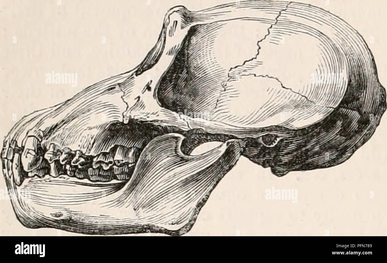 Questa illustrazione tratta da "il ciclopo"dia di anatomia e fisiologia" raffigura il cranio dei trogloditi Simla, concentrandosi sulla sua struttura cranica liscia e convessa. A differenza di altri primati, manca di creste frontali e sagittali pronunciate, dandogli un aspetto meno carnivoro rispetto a specie come l'Orangutan. L'immagine enfatizza le caratteristiche dell'inserimento muscolare temporale e della cresta soprorbitale. Foto Stock