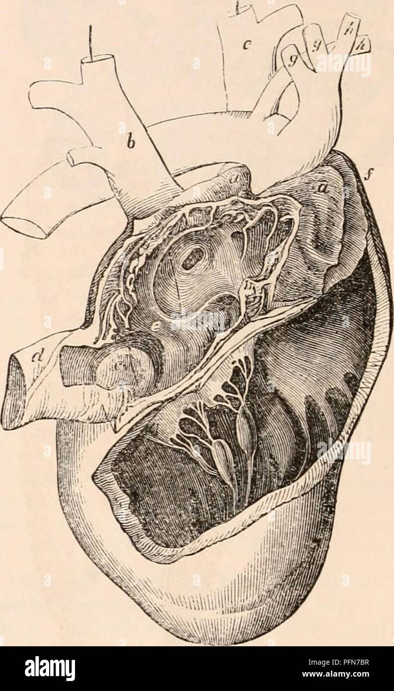 . Il encyclopaedia - Wikizionario di anatomia e fisiologia. Anatomia e fisiologia; Zoologia. 306 MARS U PI ALIA. Wagner, (Hecker's Literarische Annalen, Fe- bruarheft, 1834) ma anche in opere nella nostra lingua, come nel morbo di Hodgkin's Traduzione di De- nei reparti di influenza degli agenti fisici sulla vita, appendice, p. 438,1832, hanno reso il fatto sufficientemente familiare. Ma la connessione di questo ben noto aspetto con la modalità di formazione o la moltiplicazione di sangue par- ticles non aveva prima attirato l' attenzione che sembrava meritano; su questo argomento non ho altro- dove osservò : " In alcuni dei granula Foto Stock