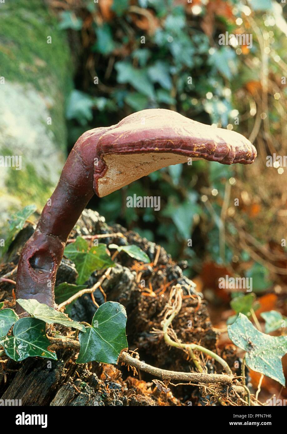 Ganoderma lucidum (Lingzhi), staffa fungo, close-up Foto Stock