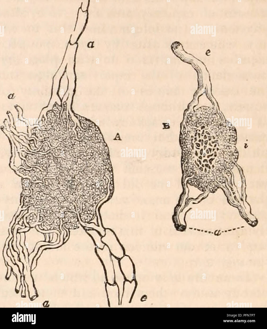 . Il encyclopaedia - Wikizionario di anatomia e fisiologia. Anatomia e fisiologia; Zoologia. 218 e linfatico Sistema lattea. Il colore della ghiandola linfatica, a seconda apparentemente sul contenuto della sua bloodvessels, è di un rosa pallido rosa, che assomiglia a questo re- spect il colore delle ghiandole salivari o della questione cineritious del cervello ; le eccezioni a questa osservazione sarà trovato nel mesen- teric ghiandole mentre il chilo è passante attraverso di loro quando essi assumono un colore biancastro ; le ghiandole linfatiche nella zona del fegato e della cistifellea sono state osservate per possedere una leggera yell Foto Stock