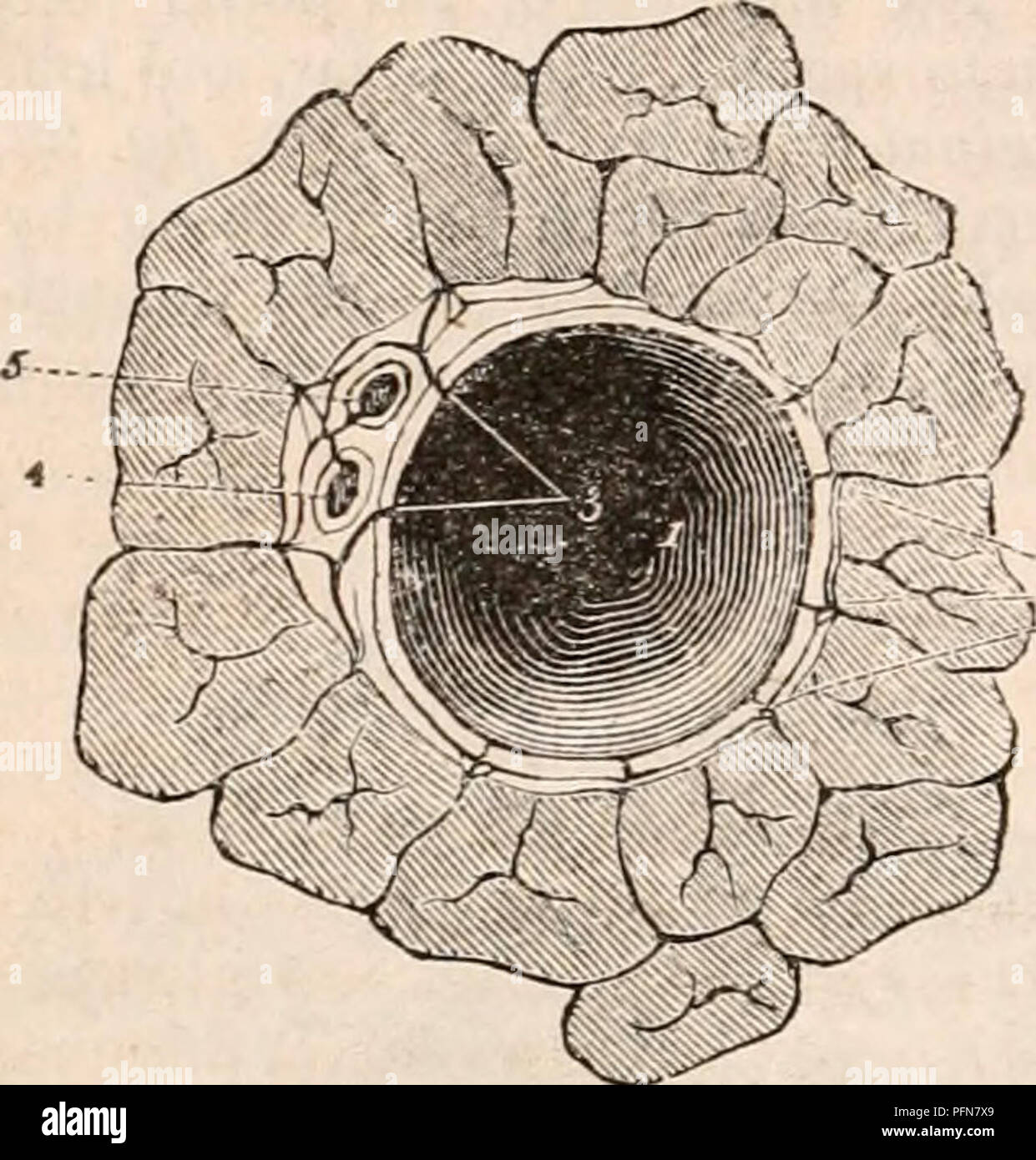 Piccola vena epatica immagini e fotografie stock ad alta risoluzione