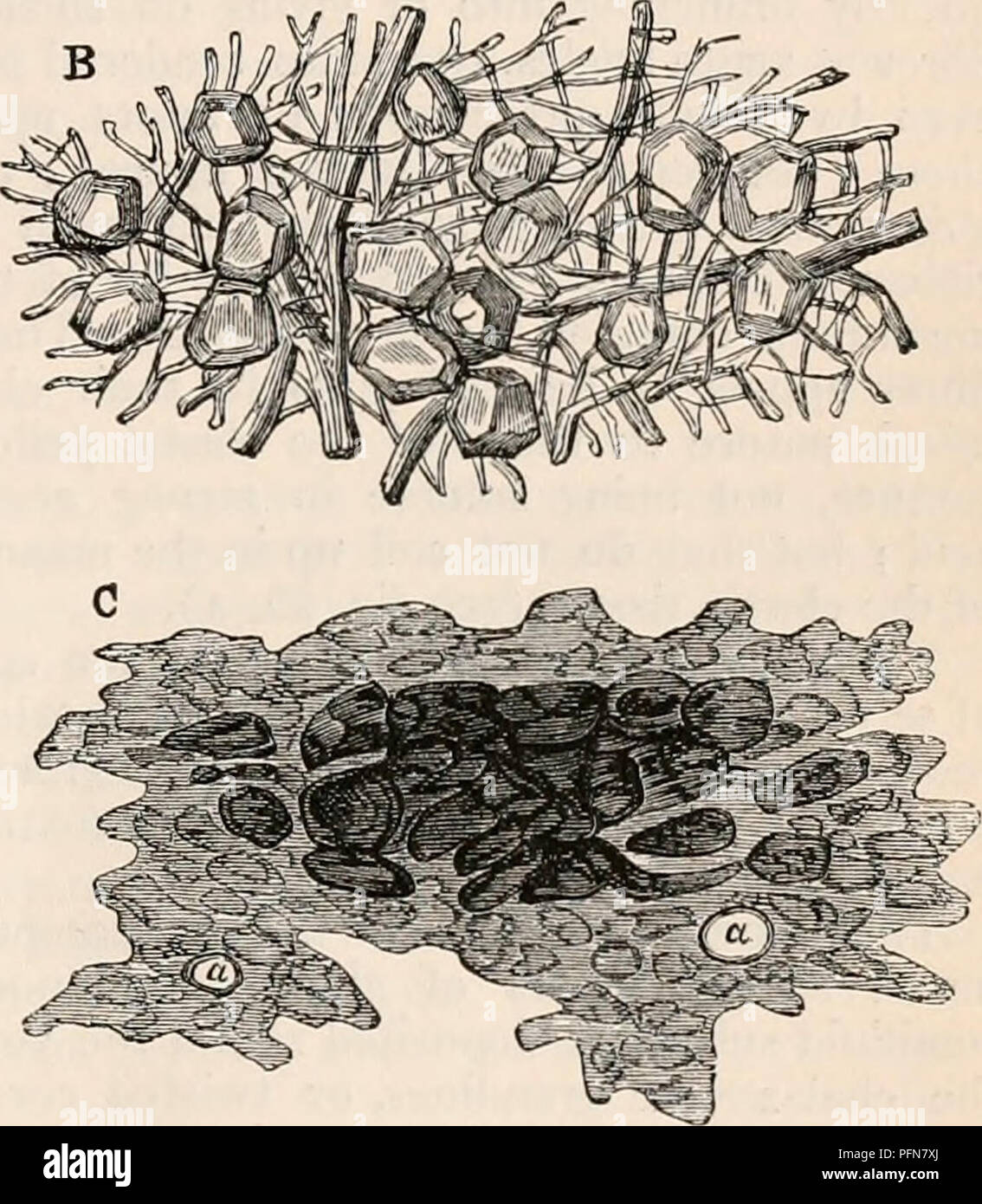 . Il encyclopaedia - Wikizionario di anatomia e fisiologia. Anatomia e fisiologia; Zoologia. B. Struttura della shell e shell-membrana in uccelli di uovo. A. La membrana di rivestimento del guscio; una, spessa opaca o porzione di felty; b, sottile brandello del margine strappato, mostrando il peculiare tessuto fibroso di cui i vari strati sono costituiti da. B. lo strato più esterno della stessa, che è incor- porated con il guscio; alcuni di detti elementi angolari cor- puscles del guscio giacente sulla sostanza fibrosa e saldamente uniti a. c. Piccola porzione del guscio calcareo, che è stato immerso in acido cloridrico diluito, mostra- ing t Foto Stock