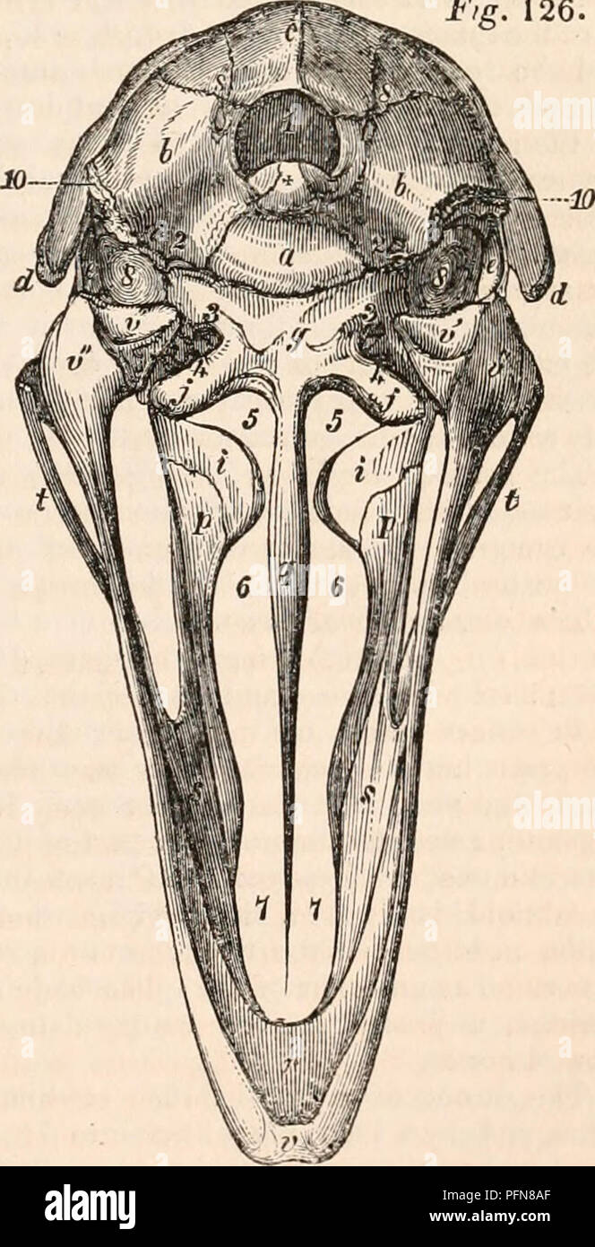 . Il encyclopaedia - Wikizionario di anatomia e fisiologia. Anatomia e fisiologia; Zoologia. AVES. 27S 8 10 8 8 10 7 8 9 8 8 13 7 8 13 8 7 11 8 8 10 9 7 12 7 6 11 6 9 10 7 8 11 8 8 11 7 9 10 7 8 10 8 8 11 9 8 11 8 9 10 8 7 8 7 7 11 7 specie. Cervicale. Dorsal. Midollo sacrale. La caudale. La poiana 11 7 10 8 Kite 12 8 11 8 grande gufo cornuto 13 7 12 8 Hawk-gufo 11 8 11 8 Ordine. INSESSORES. Flycatcher .... 10 NERO-bird .... 11 Tanager 10 Crow 13 Gazza 13 Jay". 12 Starling 10 Gross-becco.... 10 Bull-finch .... 10 Sparrow 9 Cardellino .... 11 Cincia .... 11 Lark 11 Redbreast .... 10 Swallow 11 notte-jar 11 colibrì 14 Hoo Foto Stock