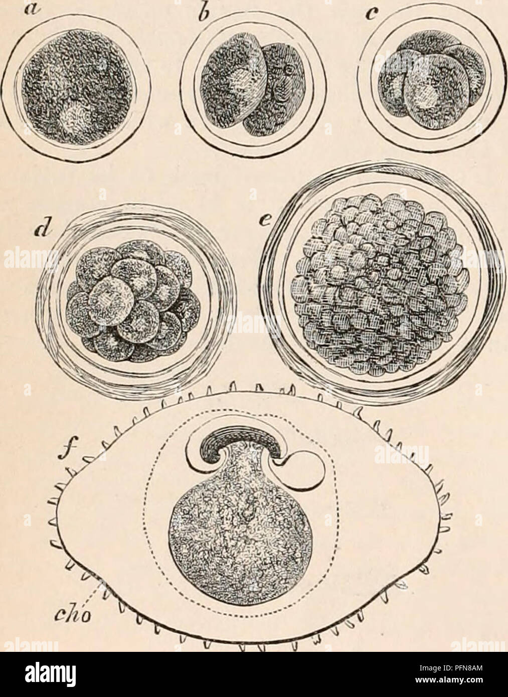 Cellule germinali maschili immagini e fotografie stock ad alta