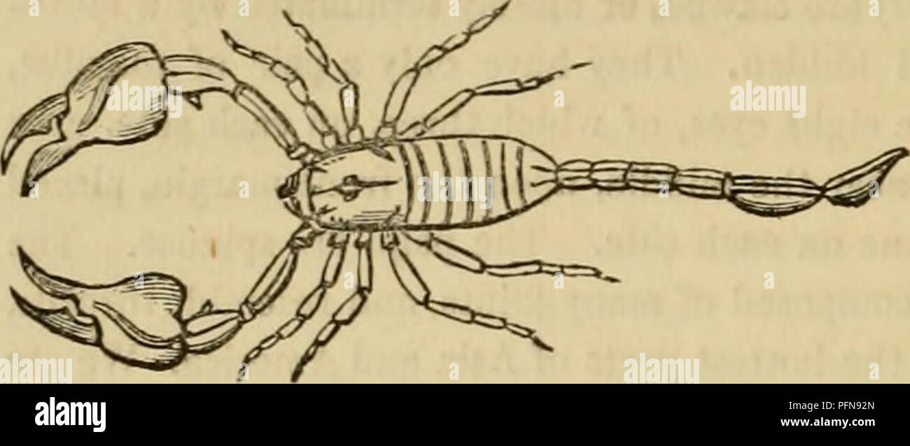 . Cuvier il regno animale : disposti secondo la sua organizzazione. Animali. 466 ARACHNIDA. minate. Ciascuno dei quattro seguenti segmenti ha una coppia di sacche polmonari e spiracles. Subito dopo il sesto segmento, l'addome è improvvisamente ristretta, i sei terminali giunti annodati a formare la coda. Il tarso sono simili, e 3-articolata con due terminali ungues. Le due corde nervoso in esecuzione dal cervello sono uniti in corrispondenza di in- terals, formando sette ganglions, di cui il terminale quelli appartengono alla coda. Per ulteriori dettagli di anatomia di questi animali, consultare le opere di Treviranus, M. de Se Foto Stock