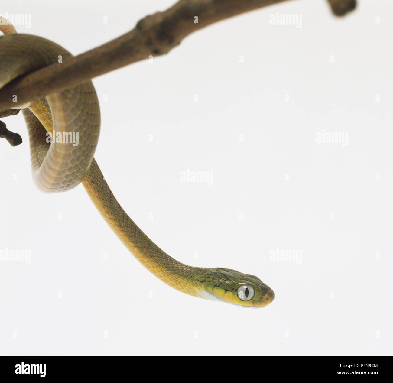 Vista laterale della pera-a forma di testa di un verde Cat-Eyed serpente che ha grosse squame che copre la parte superiore della testa e grandi occhi con pupille verticali che lo identifica come un Cacciatore notturno. Foto Stock