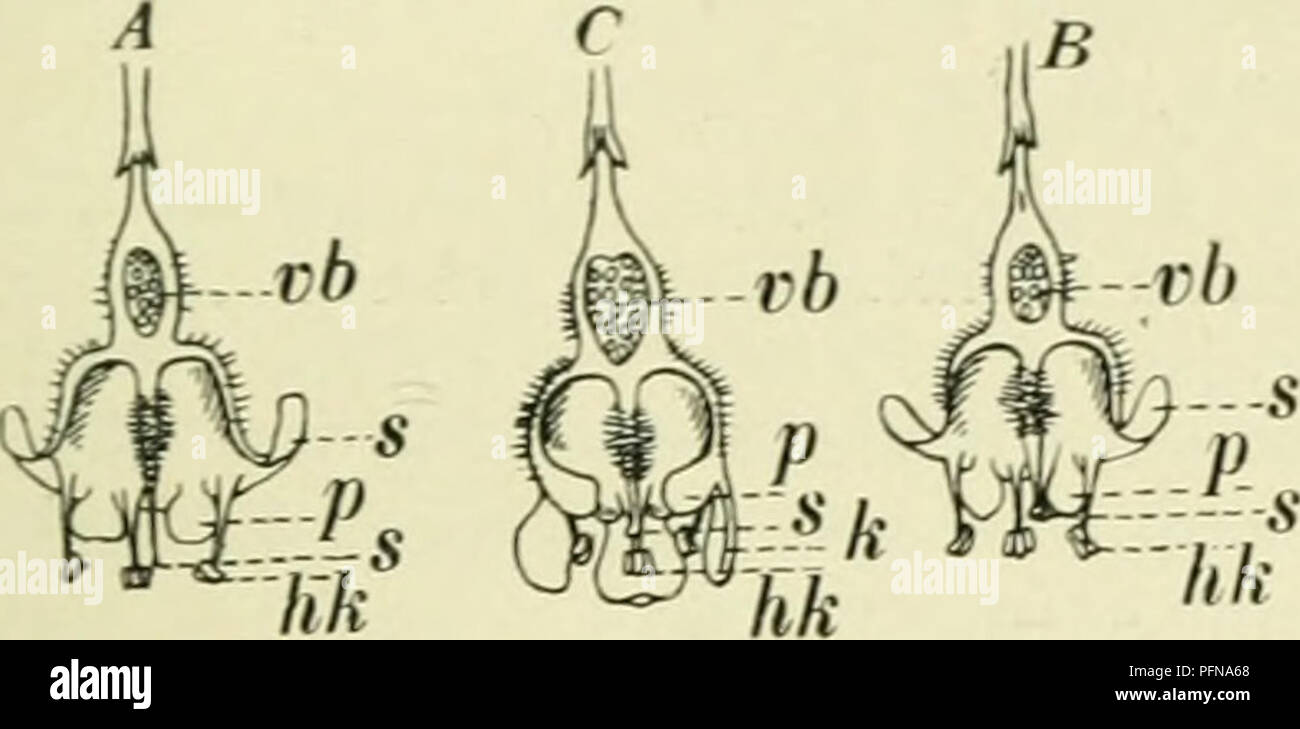 . De flora van Nederland. Piante. Ribes Grossularia Fig. 593. bezet zijn. De kelk kiokvormiK è incontrato jiebaarde chiglia en eindigt in 5 teruggeslagen, lang- werpige, van binn^Mi bruinroode slippen. De 5 kroonbladen zijn wit, omgekeerd-eirond, behaard, rechtopstaand en ' ;. maal zoolang als de kelk- slippen. De vrucht è vrij groot, bolrond di langwerpig, groen di vuilpurper. 6-12 dM. iÂ". Aprile. De 2 vormen zijn: n. glanduloso-setosum^) un'oc/7. waarbij vruchtbeginsel en vrucht klierachtig borstelig zijn en /). pubescens -) Koch. (R. uva crispi â '") L.) waarbij het vruchtbeginsel incontrato korte haren essere Foto Stock