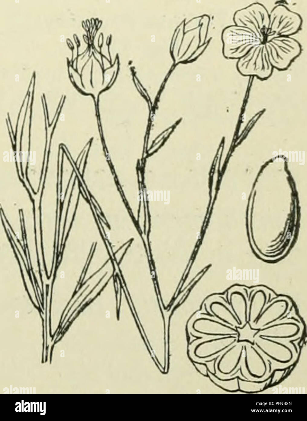 . De flora van Nederland. Piante. Linutn catarcticum. Fig. 450. Un vrucht. evenlang als de doosvrucht. De kroonbladen zijn dubbel zoolaii}^ als de kelk, aan den voet &lt;.ieelachti}i[.. De helnidraden zijn verj^roeid. De cotonati- vrucht è klein, bolrond en sprinjijt incontrato 5 klep- penna aperto (fig. 450). In ieder der 10 scliijn- hokjes ligt een eirond, roestbruin zaadje. 7-20 cm. O. Juni-Augusto. Soms zijn er 4- Meel en draden stijlen 4. De impianto lijkt wel wat op een Der kleine Caryophyllaceae, doch è er door de 2-kleurige bloemkroon dadelijk van te onderscheiden. Biologische bijzonderheden. De bloeme Foto Stock