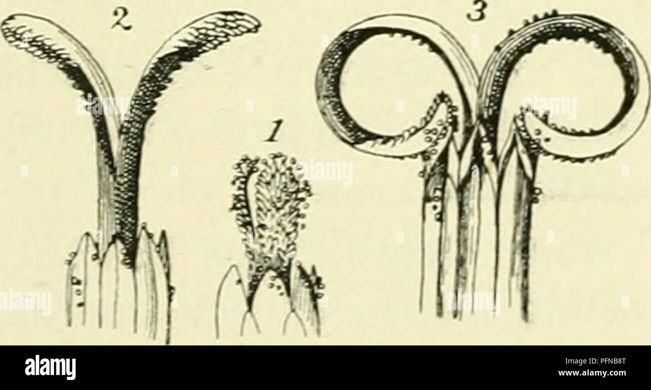 . De flora van Nederland. Piante. Arnica montana fis- 537. De impianto aromatisch riekt. Biologische bijzonderheden.. Stijltakken bij Arnica montana Fig. 508. 1 Tegen eikaar liggende stijltakken, die pas uit den koker der helmknopjes te voorschijn zijn gekomen. Zoowel aan de apertura van den koker als aan de stijltakken zit stuifmeel. 2 Stijltakken wijder uiteengegaan. 3 Stijltakken teruggekromd, zoodat de stempelpapillen met het stuifmeel, dat aan het kokertje der helmknopjes zit, in aanraking komen. De stijltakken (fig. 508) zijn aan de weinig verdikte toppen aan de buitenzijde incontrato veegharen bez Foto Stock