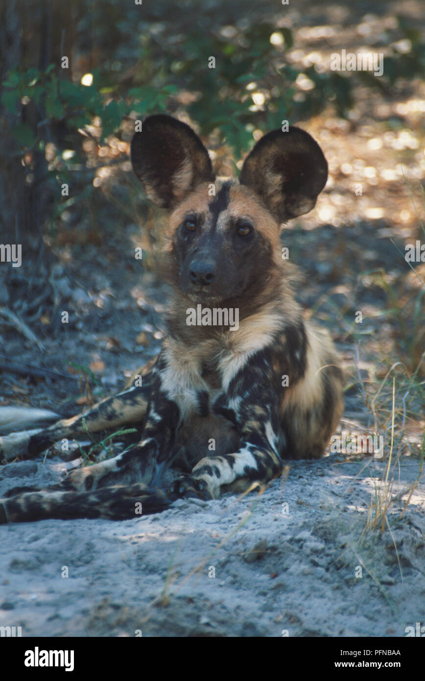Lycaon pictus (African Hunting Dog, African wild dog). Famiglia Canidae. Adulto vista frontale, sdraiato sulla terra. Fotografato a sud est del Moremi Game Reserve, il Botswana. Aprile 12th, 1998. Foto Stock