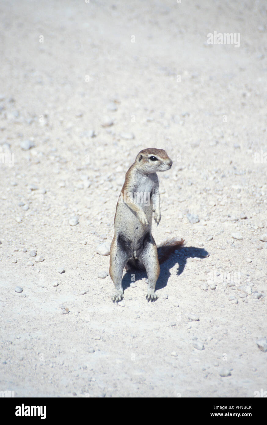 Scoiattolo di terra in piedi sulle zampe posteriori con la testa ruotata. Fotografato nel parco nazionale di Etosha, Namibia. Aprile 22, 1998. Foto Stock