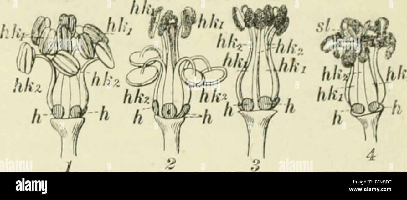 . De flora van Nederland. Piante. FAMILIE 49. GERANIACEAE. - 359. Geranium pyrenaicum. Fig. 432. 1. Meeldradün en stamper voor het opengaan der bloem, 2. Dezelfde deelen in het begin van den bloei, 3. De- zelfde deelen iets verder in den bloeitijd , 4. Dezelfde deelen al weer wat veider, /?A-, helmknopjes van den buitensten krans van meeldraden, /ïAto dezelfde van den binnensten, st stempels, honigkliertjes h. Biologische bijzonderheden. Ook wat den bouw der bloem met het oog op de bestiiiving betreft, staat deze soort die tusschen incontrato groote en met kleine bloemen, doch nadert meer tot die Foto Stock