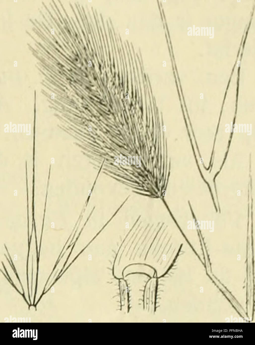 . De flora van Nederland. Piante. FAMILIE 18. Graminacee. - 557. Hordeum maritimum Fig. 498. H. maritimum'). Zeegerst (fig. 498). Deze pianta è grijsgroen, aan den voet bundelvormig vertakt, incontrato meest vele, vaak aan den voet liggende, geknikt opstijgende, niet knolvormig verdikte, gladde di naar boven iets ruwe stengels, die vaak tot aan de aar bebladerd zijn. De onderste bladen hebben een dicht zachtbehaarde, de bovenste een duidelijk opgeblazen, meest kale scheede en een vrij breede (tot 4 mM), meest kale di dicht kort behaarde schijf. De Aar è dicht, cylindrisch, meest rechtopstaand di Foto Stock