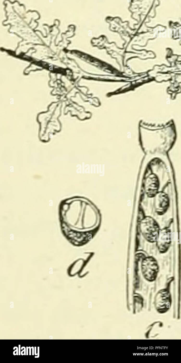 . De flora van Nederland. Piante. 272 CRUCIFERAE. FAMILIE 39. (Fig. 314) zijn dik, veel langer dan de Dikke anche acciaio, stomp vierkant en knobbelig, incontrato 3-nervige kleppen. De zaden zijn langwerpig, cylindrisch, sterk in de lengte gestreept, bruinachtig en staan in een rij. 1,5-9 dM. OO. Aprile-giugno. Biologische bijzonderheden. De honigkliertjes zitten aan den voet der korte meeldraden. De honig wordt niet, zooals meestal het geval è, aan de buitenzijde dier meeldraden afgescheiden , doch aan de binnenzijde en hoopt zich dan ook in de bloemkroonbuis op. De kelkbladen doen dus hier geen dienst v Foto Stock