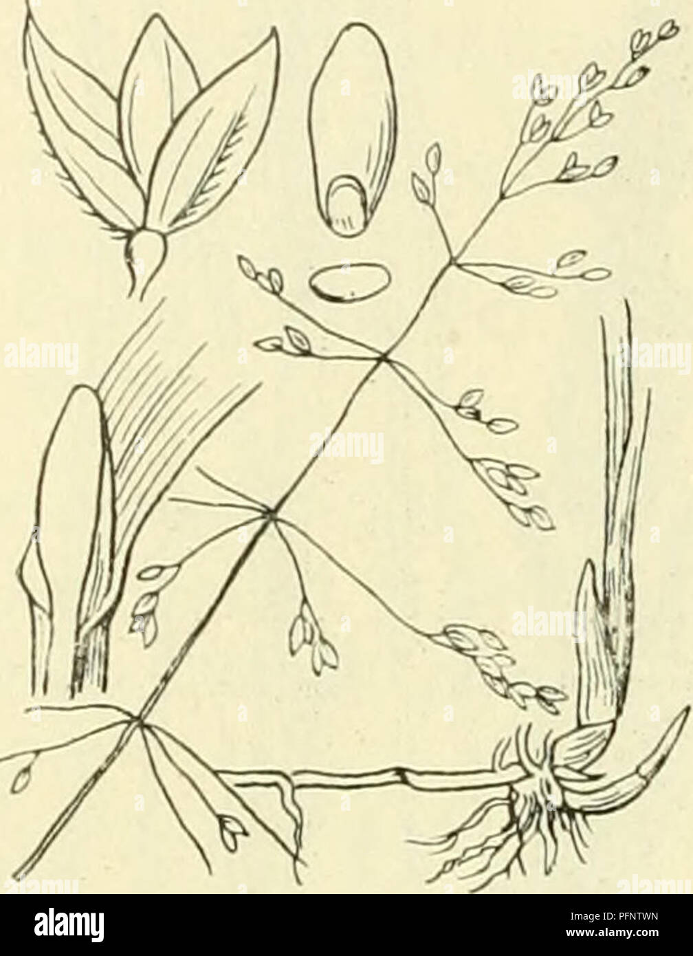 . De flora van Nederland. Piante. 480 - graminacee. FAMILIE 18-. Milium effusum Fis. 411. zijde naar boven. De scheeden zijn lieti. Het tongetje (fig. 411) è tot 7 mM lang, afgeknot, aan den top franjeachtig. De pluim tot meer dan 2 dM lang incontrato Heen en weer gebogen, gladde, meest rechtopstaande di aan den top overhangende come en è uitgespreid. Zij heeft meest afstaande, draaddunne, tot bijna 1 dM takken lange, die meest alle 4-5 grondstandige takjes hebben. De takken zijn lieto, meest alleen boven (tusschen de aartjes) iets ruw, na den bloeitijd meest teruggeslagen, niet di weinig vertakt. Zij Foto Stock