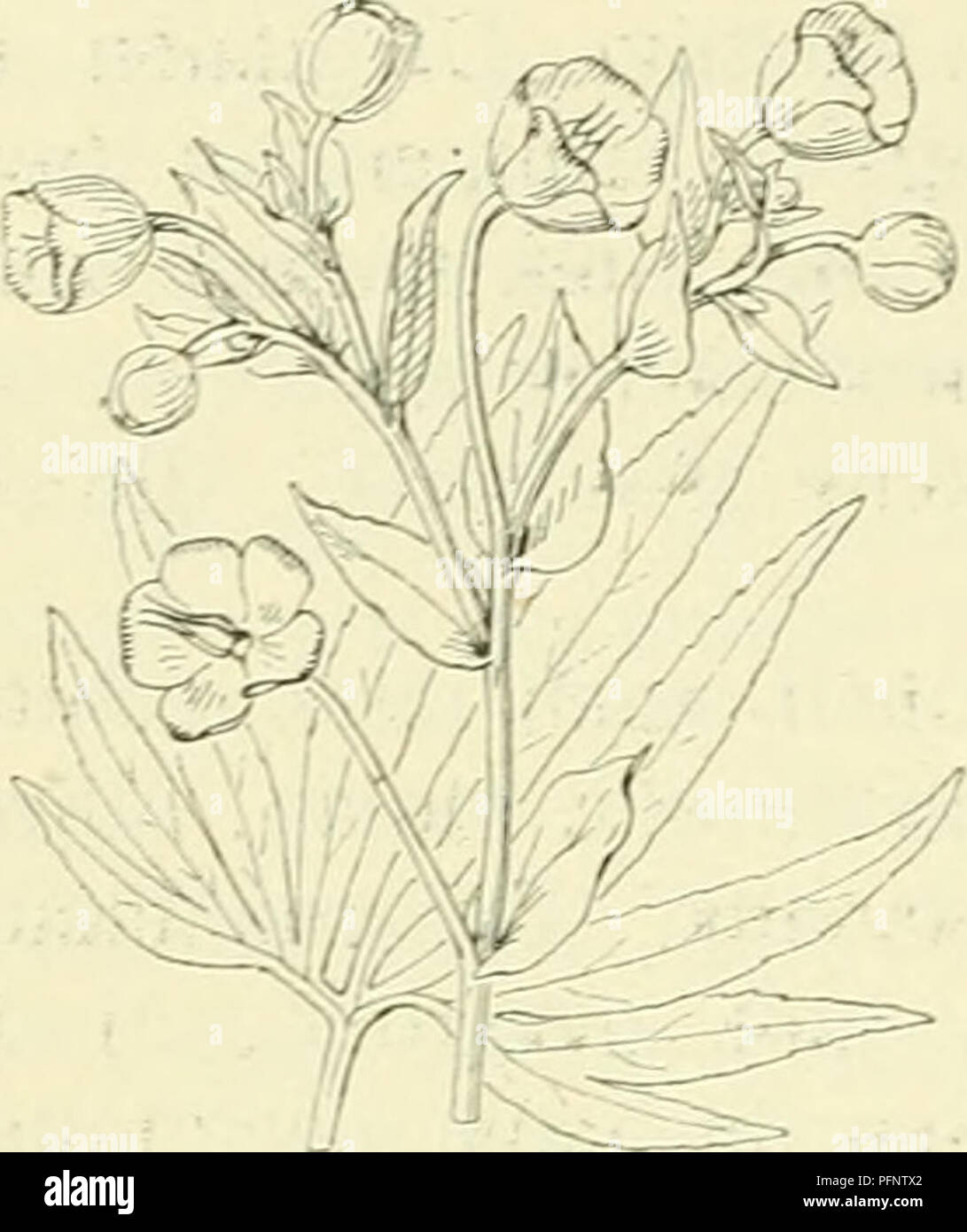 Questa illustrazione botanica mostra Helleborus foetidus, un membro della famiglia delle Ranunculaceae. La pianta ha grandi foglie a forma di lancia, sopra il verde scuro, e conserva il fogliame per tutto l'inverno. È caratterizzato da diversi steli di ramificazione provenienti dagli assi delle foglie e le sue foglie superiori si trasformano in bratti. Foto Stock
