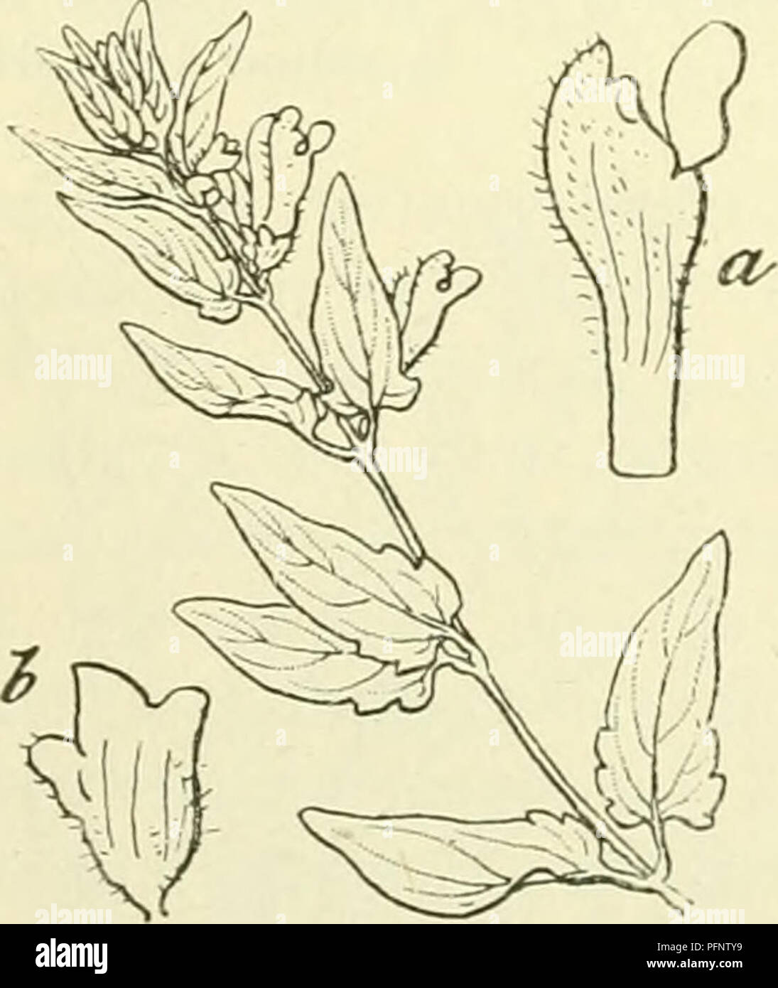 . De flora van Nederland. Piante. 244 - LAMIACEAE. FAMILIE 95. Bloemkroon van Scutellaria galericulata, van voren gezien. Fig. 299. vld vlinderdeur, coperchio hom- meldeur. klieren, hij heeft diede en stompe Hppen. De bloemkroon (fig. 298) è blauw- violetta, zeer zelden roodachtig di scherzi vrij groot (10-15 mM), 5-6 maal zoolang als de kelk. De buis è aan den voet bijna rechthoekig gekromd. Van de bovenlip è de middenslip het grootst, de onderlip è neergebogen en heeft een witte vlek incontrato 3 donkerviolette lijnen. De vrachtjes zijn rond- achtig. 1,5-4,5 dM. 4- giugno-settembre. Biologische bijzonderheden Foto Stock