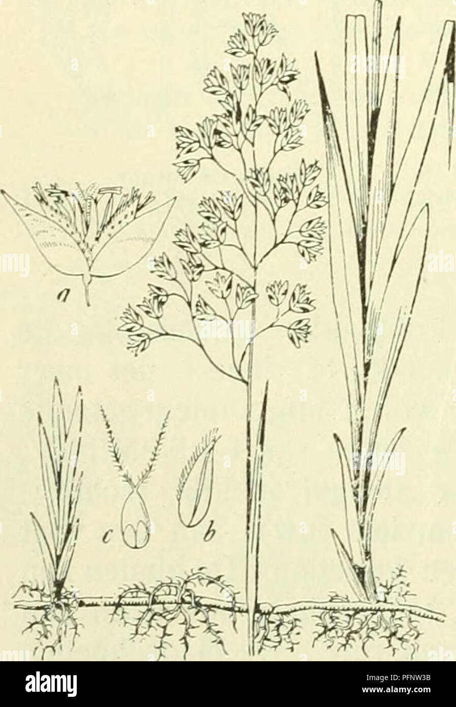 . De flora van Nederland. Piante. 452 - graminacee. FAMILIE 18. kelkkafjes (fig. 378) zijn langwerpig-lancetvormig, toegespitst, vaak bruin- violetta aangeloopen incontrato ongevleugelde kiel. De beide bovenste kelkkafjes (fig. 378) zijn met witte haren bezet, veel korter (nauwelijks 1 niM lang) dan de eironde, generfde, glanzige, boven en vooral aan de kiel behaarde onderste kroonkafjes (fig. 378). De vrucht è klein, niet veel meer dan 2 mM lang en vasto door de kroonkafjes omsloten. 4- 5-20 dM. Juni, Juli. Vroeg afgesneden, voor den bloei è het gras voor het vee eetbaar, più tardi worden stengels en blade Foto Stock