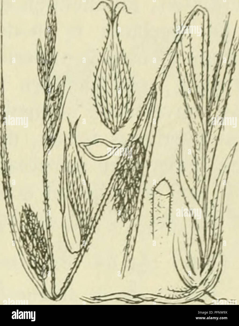 Questo lavoro botanico descrive in dettaglio *Carex hirta*, una pianta della famiglia delle Cyperaceae, evidenziandone le caratteristiche, l'habitat e il periodo di fioritura. Diffuso in Europa, in particolare nelle regioni settentrionali e centrali, è descritto come una specie rara nei Paesi Bassi. Foto Stock
