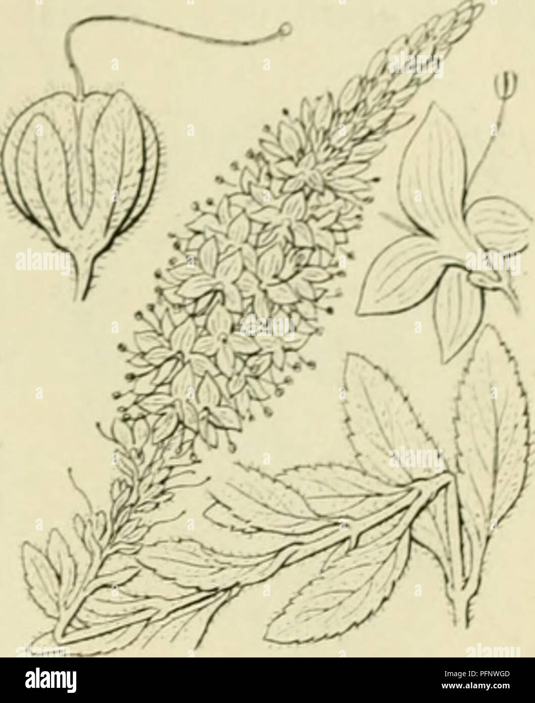 . De flora van Nederland. Piante. FAMI1.II-: 94. Â SCROPHULARIACEAE. 163 porta-. Veronica spicata Fig. 195. V. spicata") L. A;irec ri prijs (Ã¼m. 195). Deze soort verschilt van V. lonj,'ifolia . doordat de bladen hoo&GT;,'Sdecine 2 bijecnstaan, dat de bladen niet scherp liezaa^d. maar slechts j^ekarteld di stomp KL' za'i^d en aan den top K^'Tfrantliii zij" <^porta ri- dat alle bladachtijie deelcn een firijsj^roene kleur hebben. ^. 2-4 dm. JuniâAiiRiistiis. Voorkomen in Europa en in Nederland. De impianto essere- hoort thuis in Zuid- en op Oost-Huropa zonnijje heuvels en in dro.ire bosschcn en è b Foto Stock