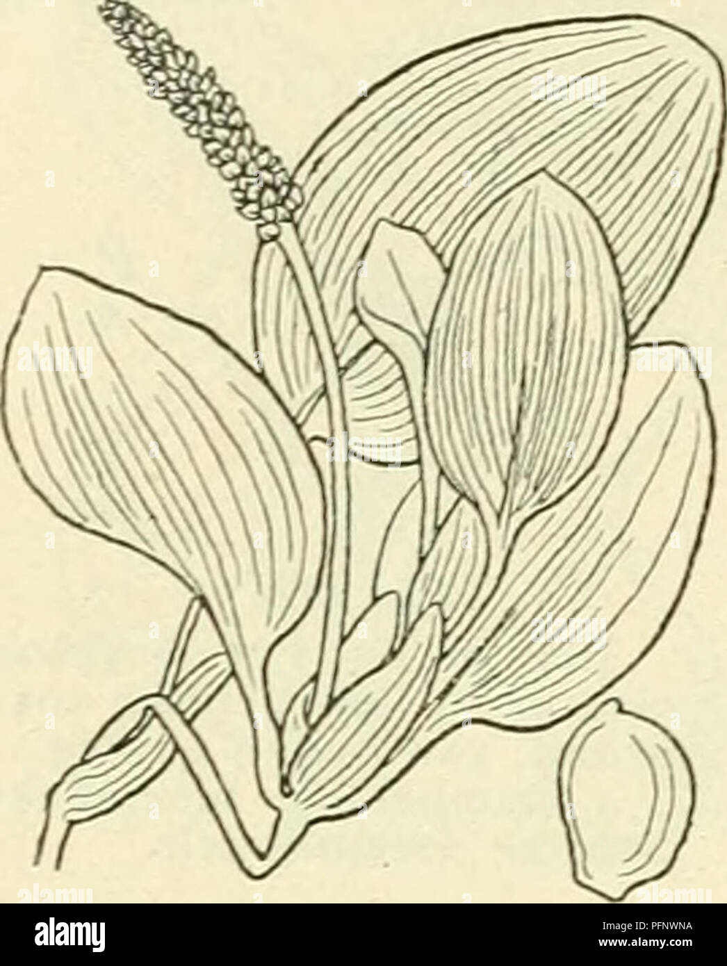 . De flora van Nederland. Piante. 356 NAJADACEAE. FAMILIE 16.. Potamogeton plantagineus Fig. 267.. Zij è in di omstreeks het midden liet breedst en è geleidelijtc in den korten (tot 2 cM langen) acciaio versmald, meest toegespitst, zeer porta- schijnend, met een duidelijk netwerk van mazen naast de middennerf. De drijvende bladen eb- ben een eironde, doorschijnende schijf, die 2-4 maal zoo lang è als de acciaio, welke slechts 1-2 cM lengte heeft. De bladschijf è aan den voet afgerond, incontrato stompen top en beneden duidelijk zichtbaar net van mazen naast de mid- dennerf. De scheeden in de blado Foto Stock