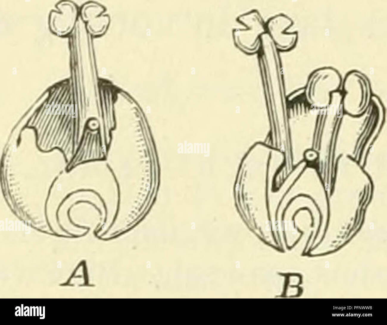 . De flora van Nederland. Piante. 332 - ARACEAE. - FAMILIE 15.. Lemna trisulca Fig. 244. Bloeiwijze in 2 opeenvol gende stadiën. die zich overdwars openen. De vrucht è 1-zadig, niet openspringend. Het zaad è 12-15-ribbig. 2. Aprile, Mei. Biologische bijzonderheden. Bij deze soort vormen zich aan de uit- spruitsels, als deze ^o mM lang zijn, alweer nieuwe en zoo ontstaan vrij spoedig groote koloniën, die echter su niet in een vlak liggen, daar de uitspruitsels omstreeks loodrecht op de moederplant komen te staan. De impianto bloeit zeer zelden, veel zeldzamer dan de drijvende soorten. Die bloemen o Foto Stock