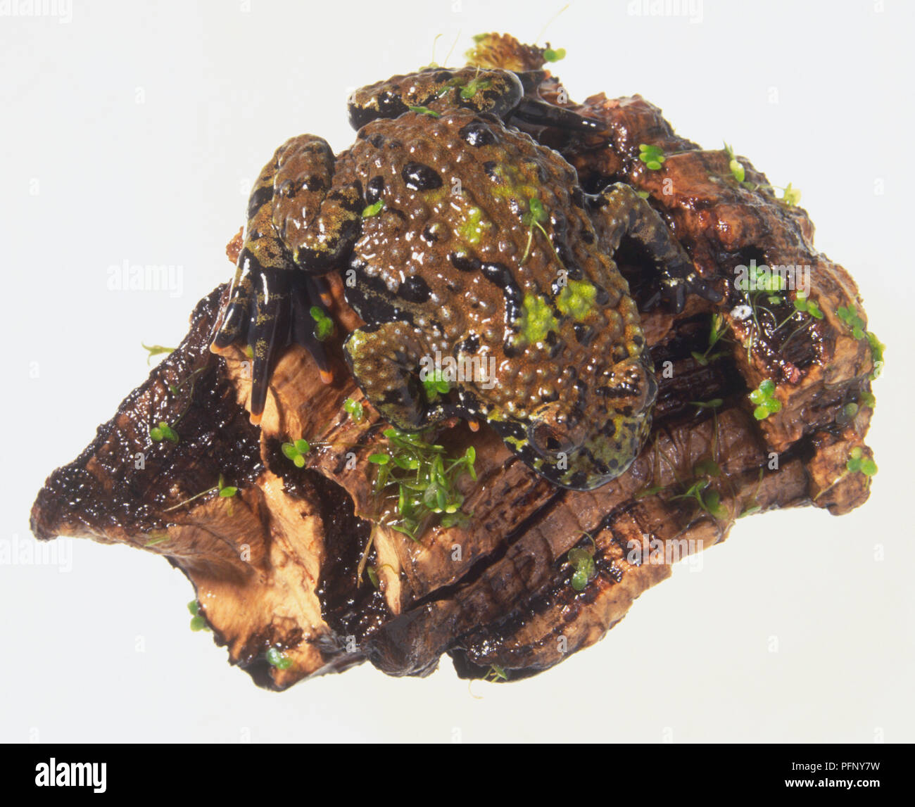 Europeo ventre giallo Toad (Bombina variegata) mimetizzata contro la corteccia Foto Stock