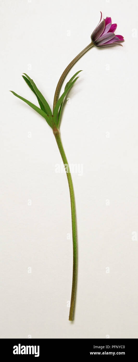 Anemone hortensis, fioritura dello stelo opposta del cuscinetto, gambo stretto le foglie o brattee e solitaria, orizzontale, a forma di coppa con dei fiori viola corolla costituita da molti petali di sovrapposizione o tepals. Foto Stock