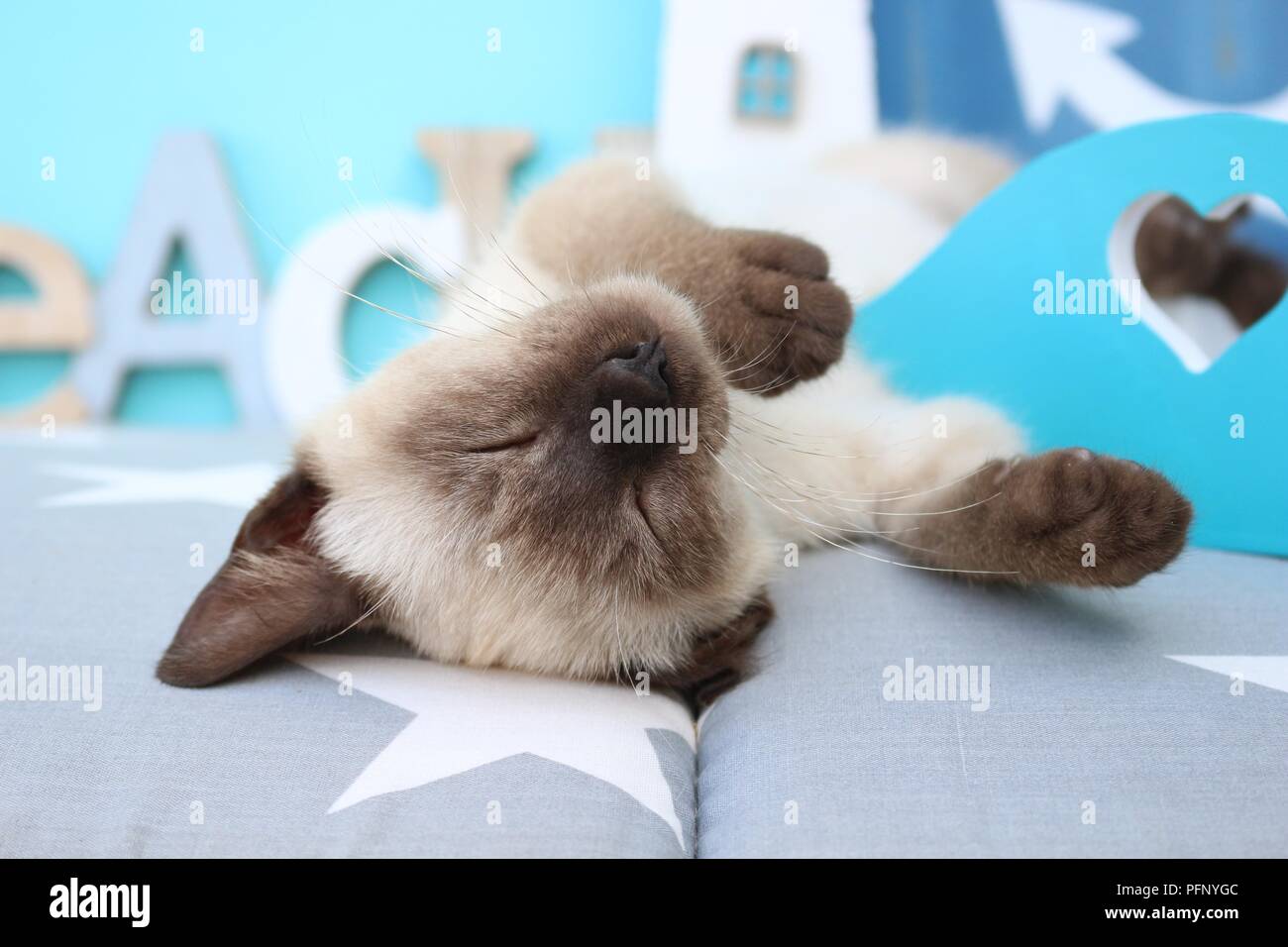 Siamese gattino, tailandese, 10 settimane di età, dormendo Foto Stock