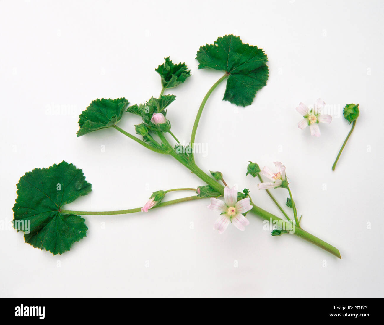 Piante Con Foglie Lunghe E Sottili