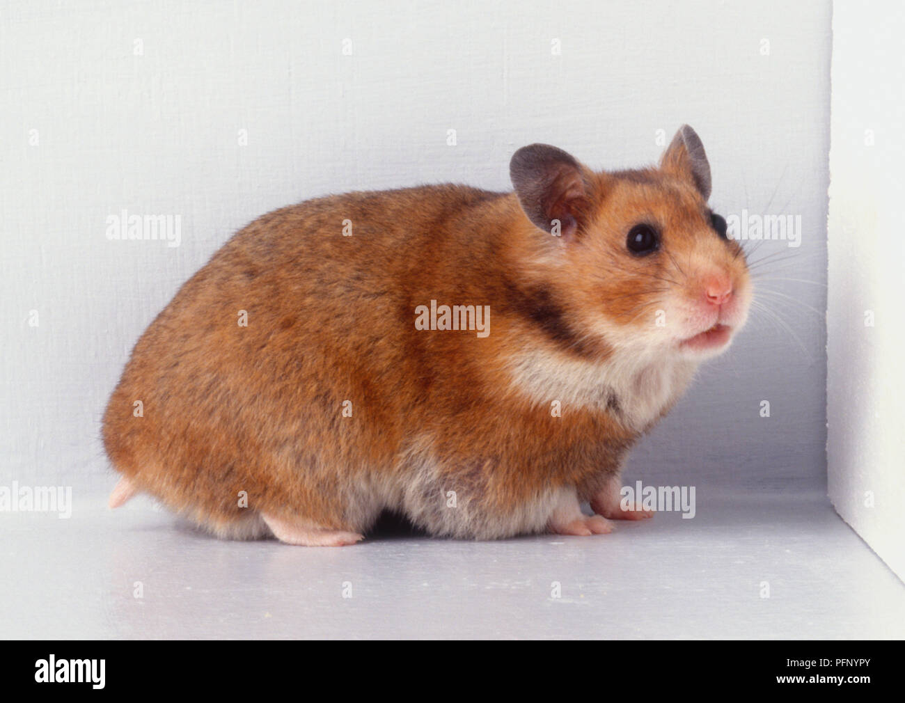 Brown hamster (Cricetus cricetus), girando la testa intorno verso la parte anteriore, in vista laterale Foto Stock